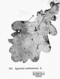 Lichenomphalia umbellifera image